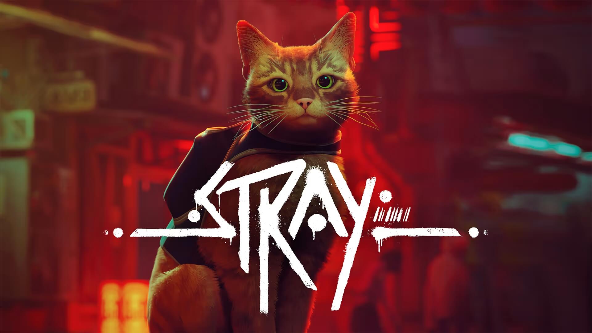 Stray's image